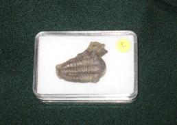 Trilobiten